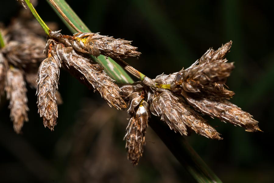 In torrente pedemontano - Schoenoplectus lacustris